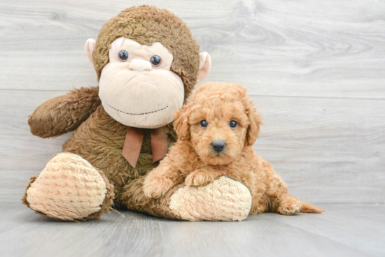 Best Mini Goldendoodle Baby