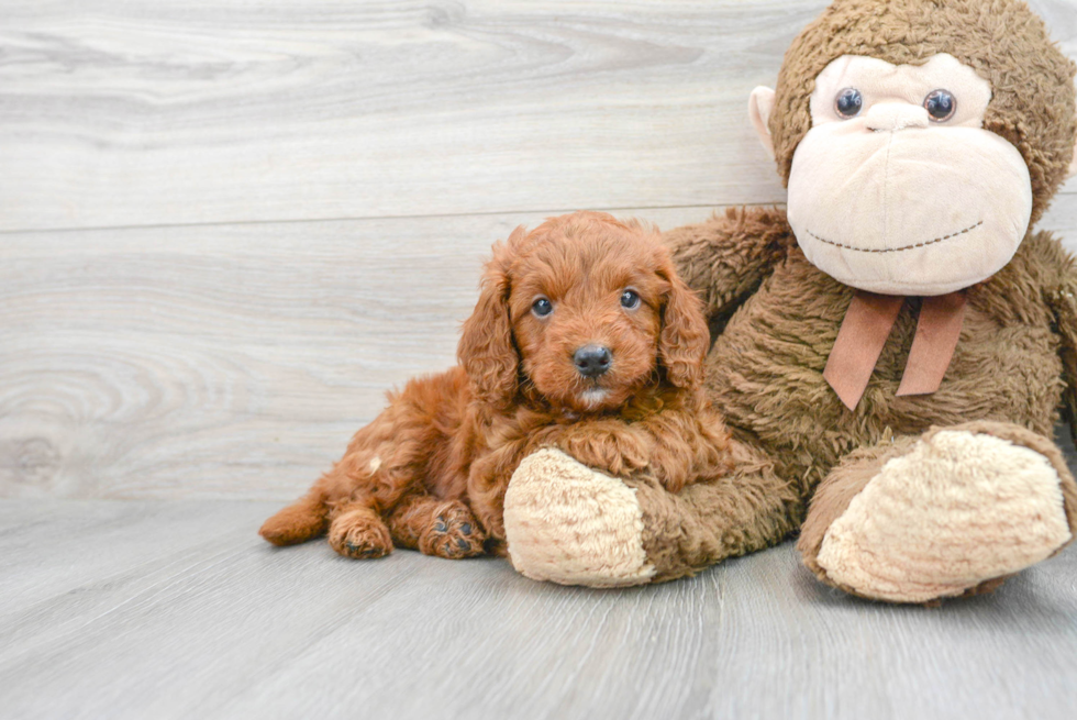 Mini Goldendoodle Pup Being Cute