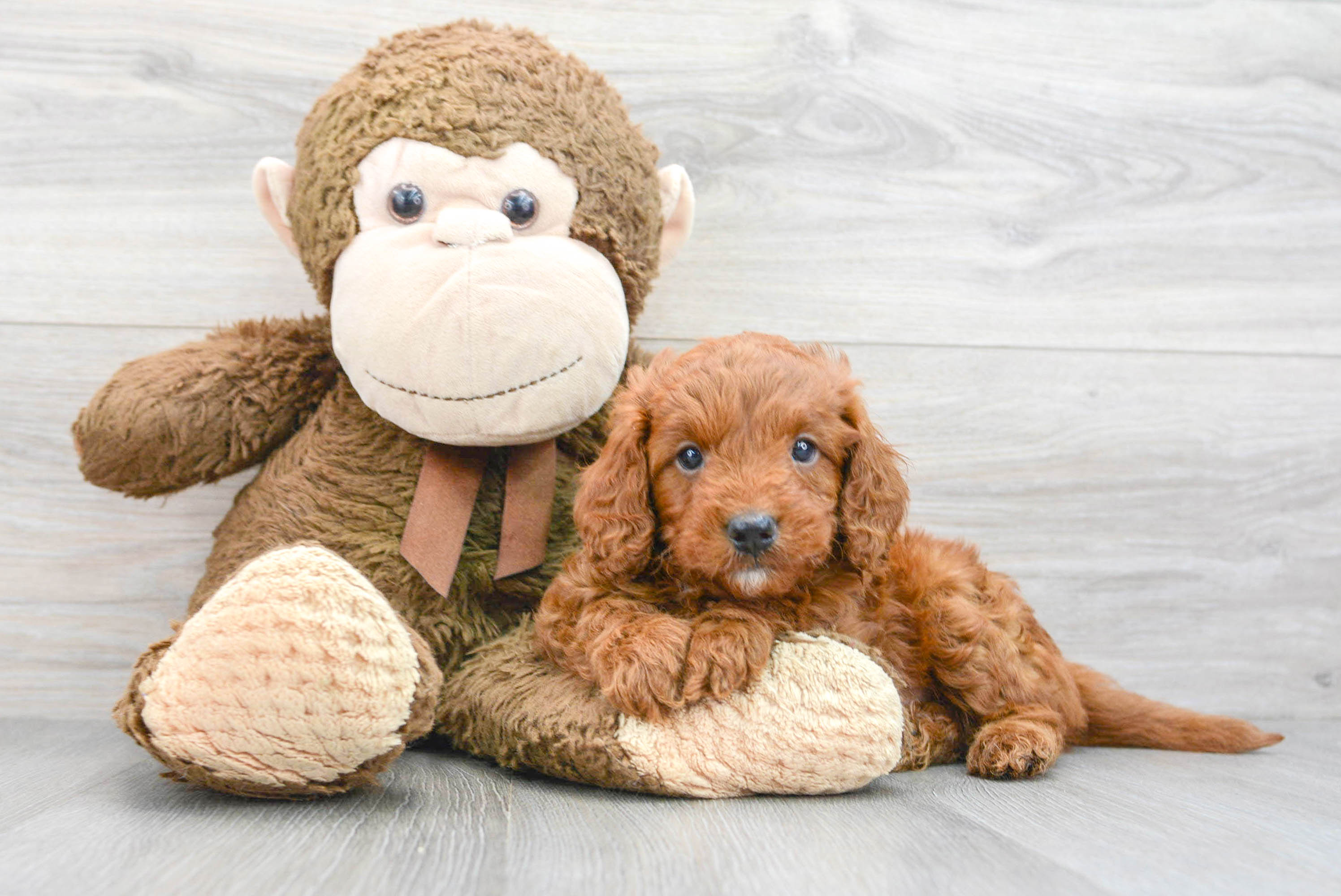 Mini Goldendoodle Pup Being Cute