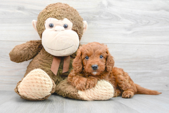 Mini Goldendoodle Pup Being Cute