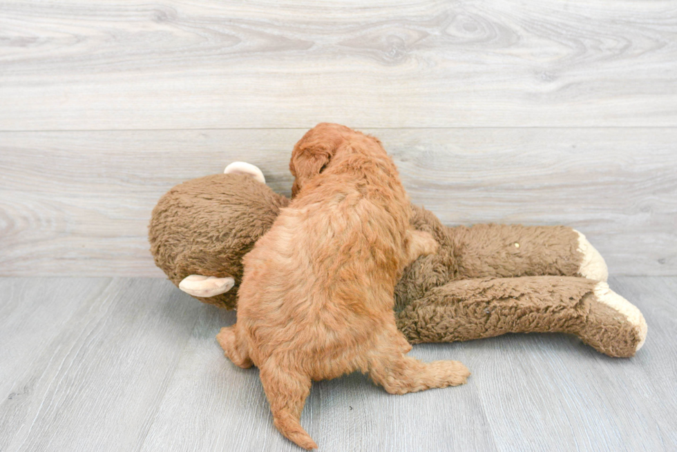 Friendly Mini Goldendoodle Baby