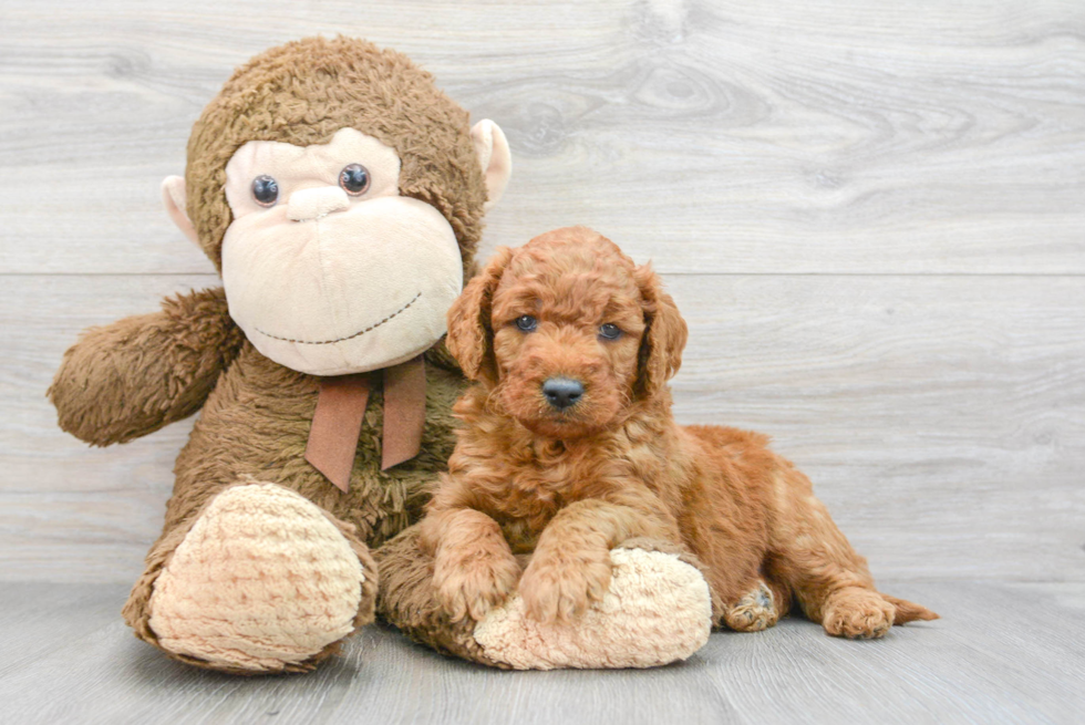 Petite Mini Goldendoodle Poodle Mix Pup