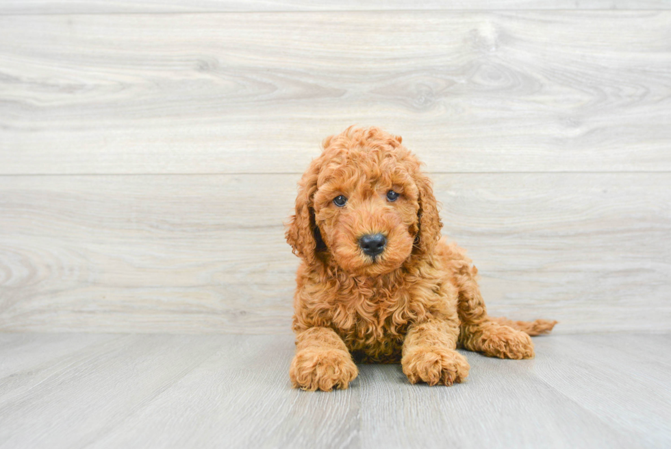 Sweet Mini Goldendoodle Baby