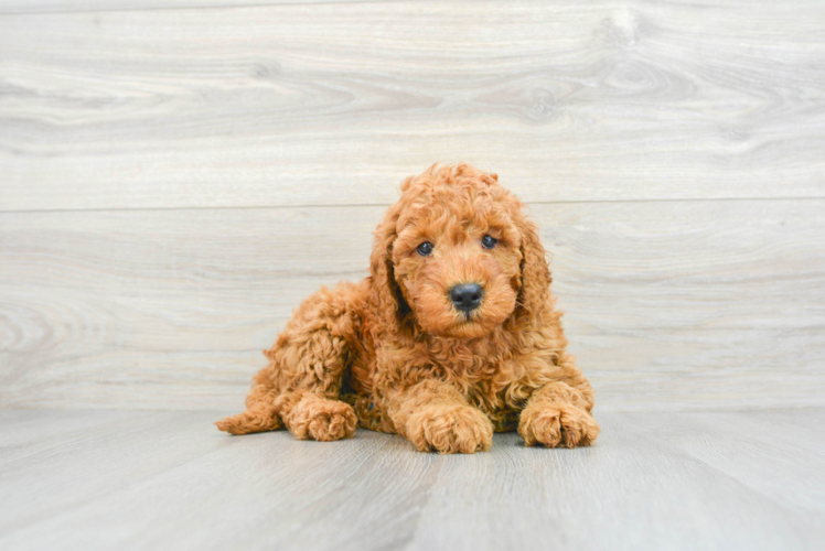 Fluffy Mini Goldendoodle Poodle Mix Pup