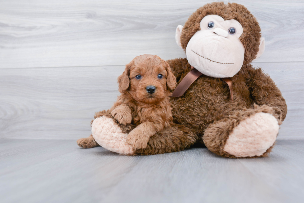 Sweet Mini Goldendoodle Baby