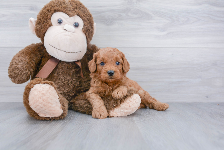 Cute Mini Goldendoodle Baby