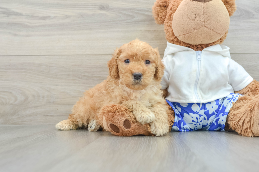 Hypoallergenic Mini Goldiepoo Poodle Mix Puppy