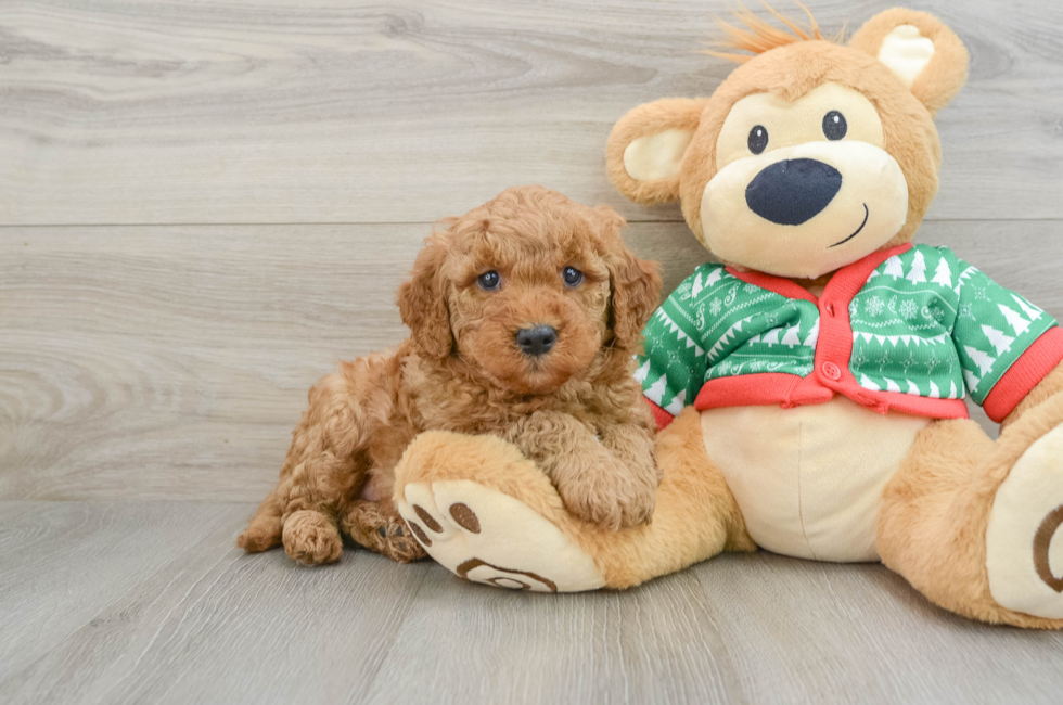 5 week old Mini Goldendoodle Puppy For Sale - Premier Pups