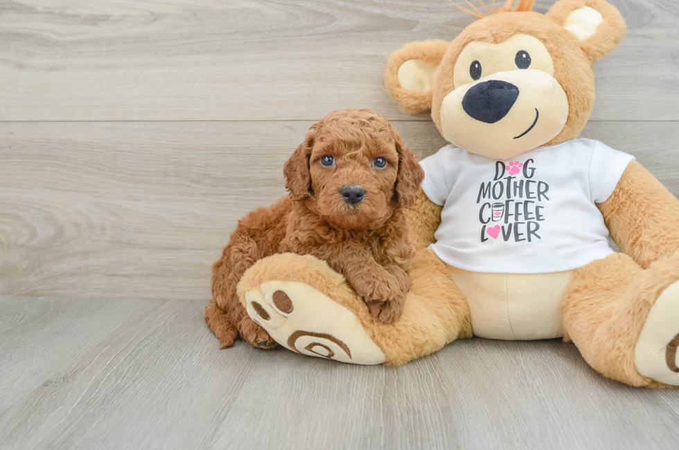 5 week old Mini Goldendoodle Puppy For Sale - Premier Pups