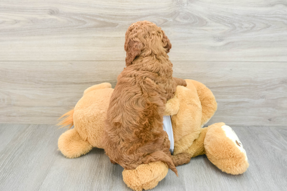 Energetic Golden Doodle Poodle Mix Puppy