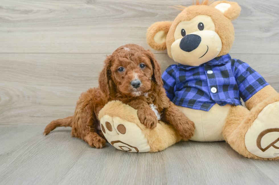 6 week old Mini Goldendoodle Puppy For Sale - Premier Pups