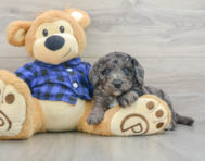 8 week old Mini Goldendoodle Puppy For Sale - Premier Pups