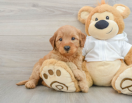 7 week old Mini Goldendoodle Puppy For Sale - Premier Pups