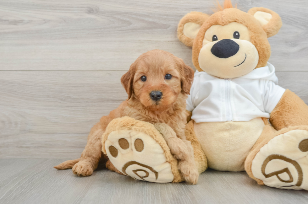 5 week old Mini Goldendoodle Puppy For Sale - Premier Pups