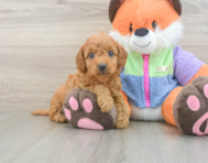 7 week old Mini Goldendoodle Puppy For Sale - Premier Pups