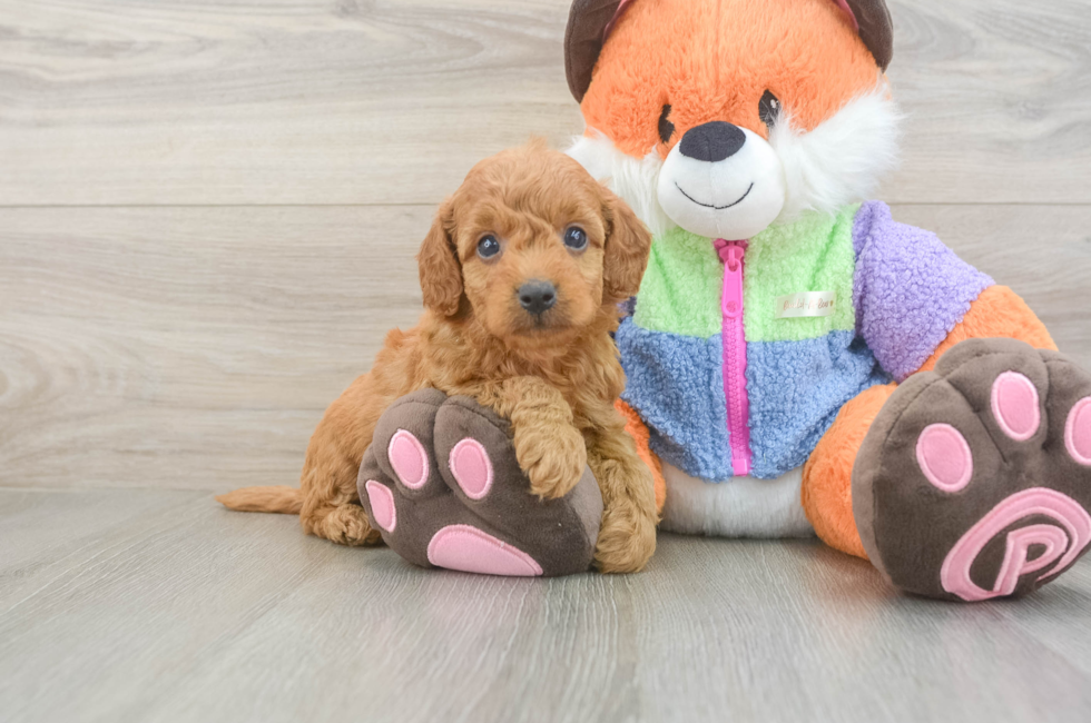 5 week old Mini Goldendoodle Puppy For Sale - Premier Pups