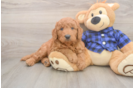 Cute Mini Goldendoodle Baby