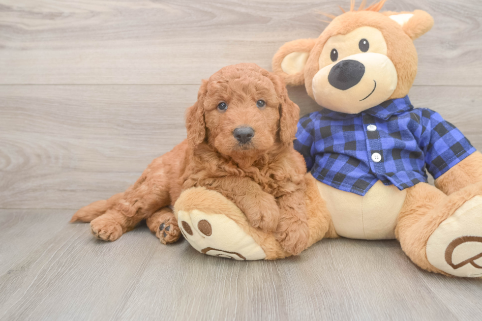 Cute Mini Goldendoodle Baby