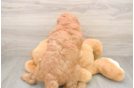 Little Mini Goldenpoo Poodle Mix Puppy