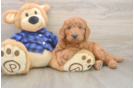 Best Mini Goldendoodle Baby