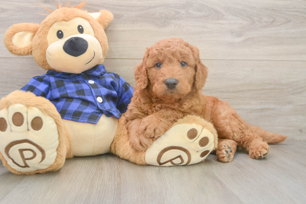 Best Mini Goldendoodle Baby