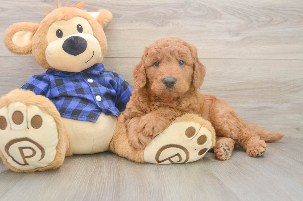 5 week old Mini Goldendoodle Puppy For Sale - Premier Pups