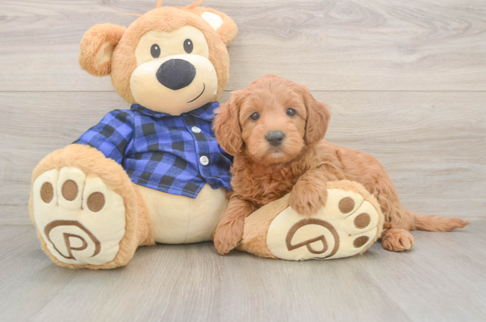 6 week old Mini Goldendoodle Puppy For Sale - Premier Pups