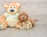 7 week old Mini Goldendoodle Puppy For Sale - Premier Pups