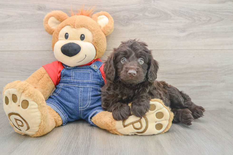 Mini Goldendoodle Puppy for Adoption