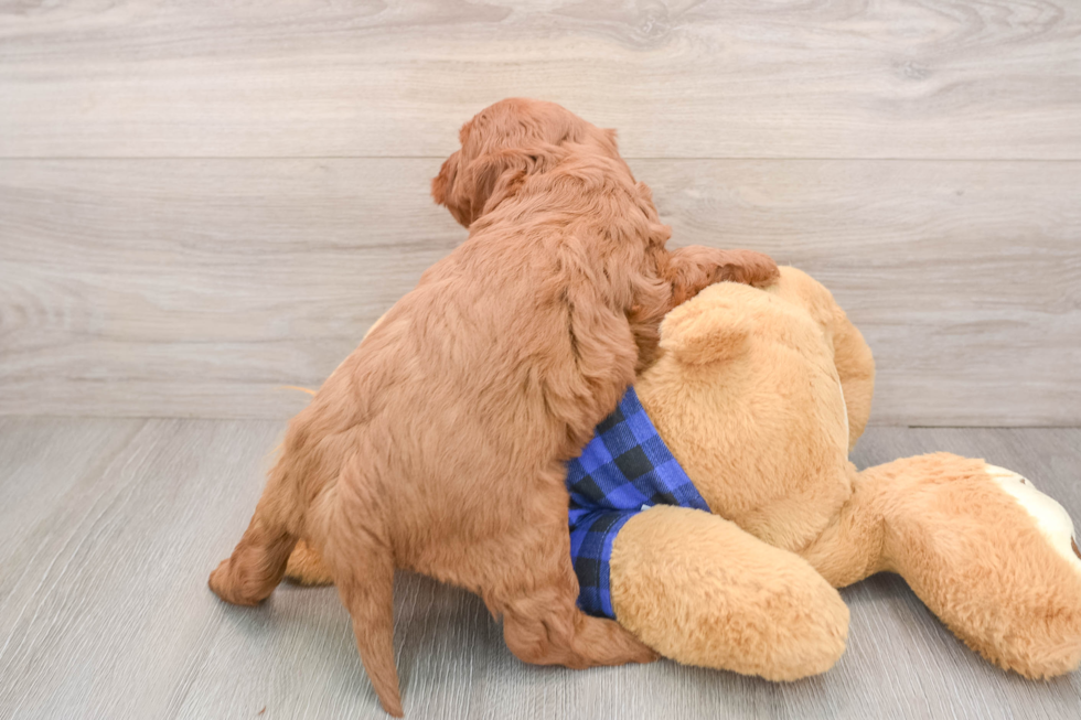 Fluffy Mini Goldendoodle Poodle Mix Pup