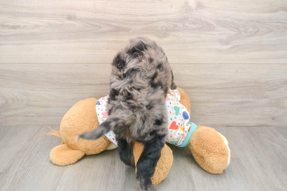 Best Mini Goldendoodle Baby