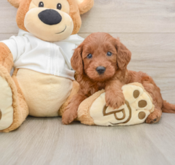 8 week old Mini Goldendoodle Puppy For Sale - Premier Pups