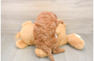 Smart Mini Goldendoodle Poodle Mix Pup
