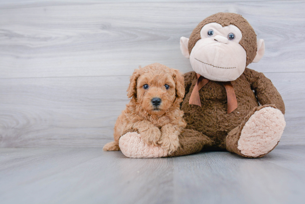 Fluffy Mini Goldendoodle Poodle Mix Pup