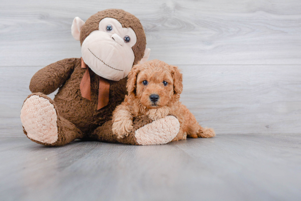 Little Golden Retriever Poodle Mix Puppy