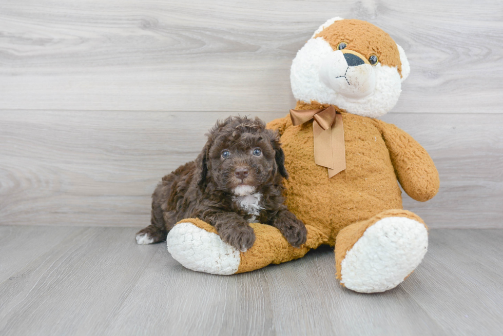 Friendly Mini Goldendoodle Baby