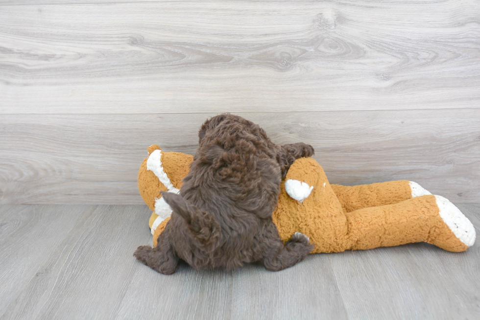 Little Golden Retriever Poodle Mix Puppy