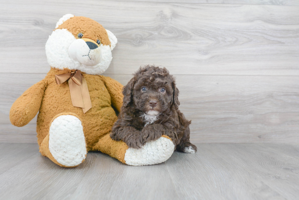 Mini Goldendoodle Puppy for Adoption