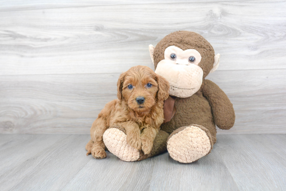 Mini Goldendoodle Pup Being Cute