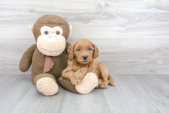 Mini Goldendoodle Puppy for Adoption