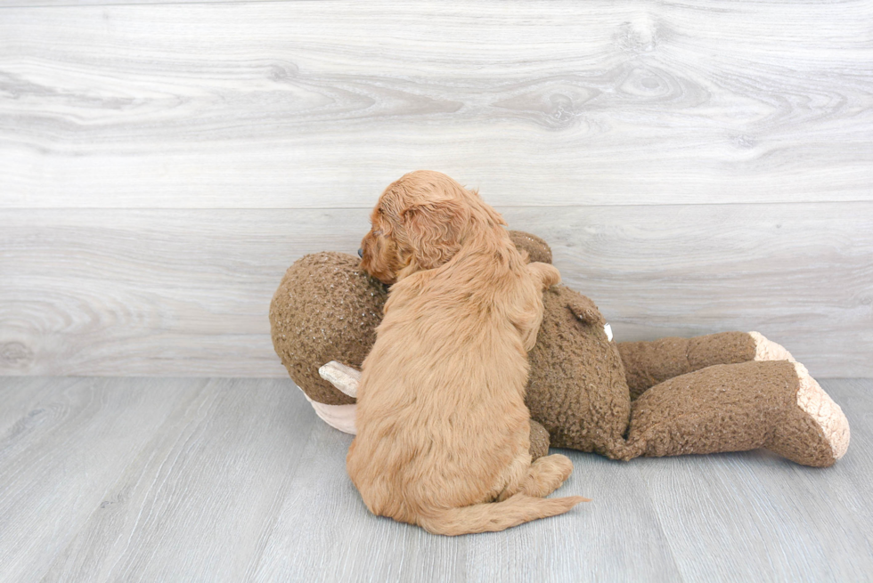 Funny Mini Goldendoodle Poodle Mix Pup