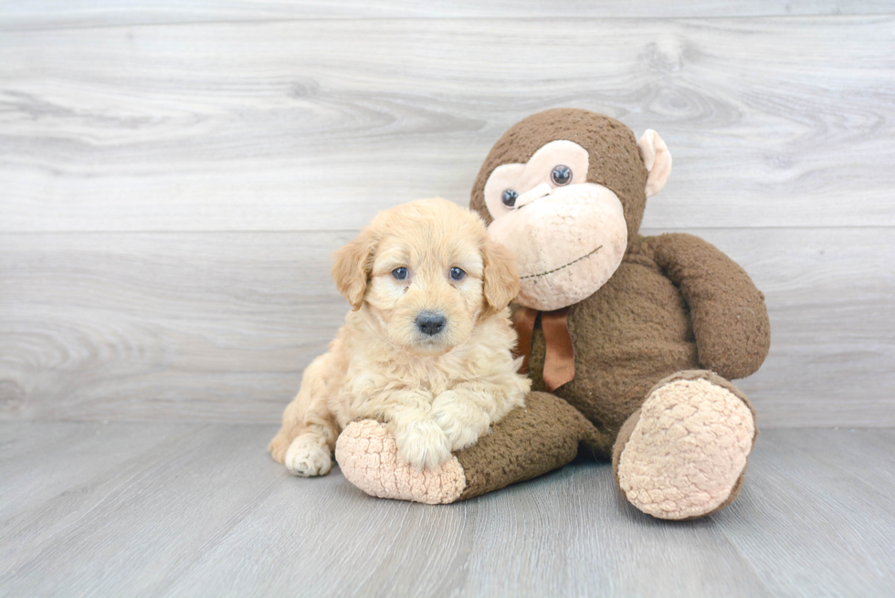 Mini Goldendoodle Puppy for Adoption