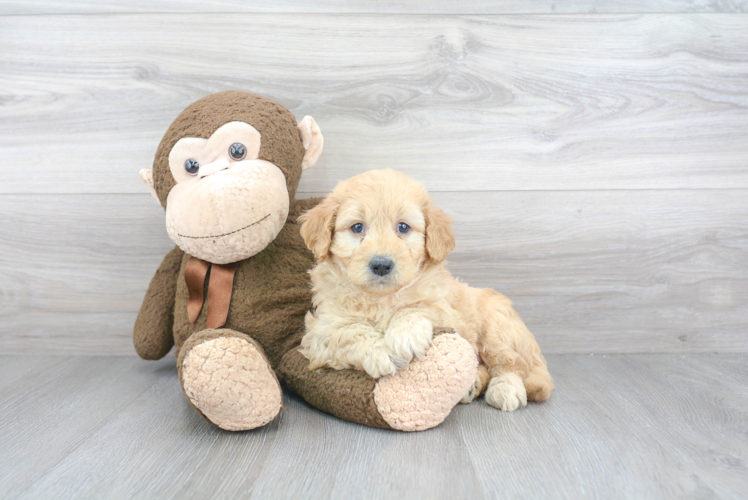 Mini Goldendoodle Puppy for Adoption