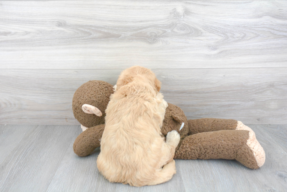 Mini Goldendoodle Pup Being Cute