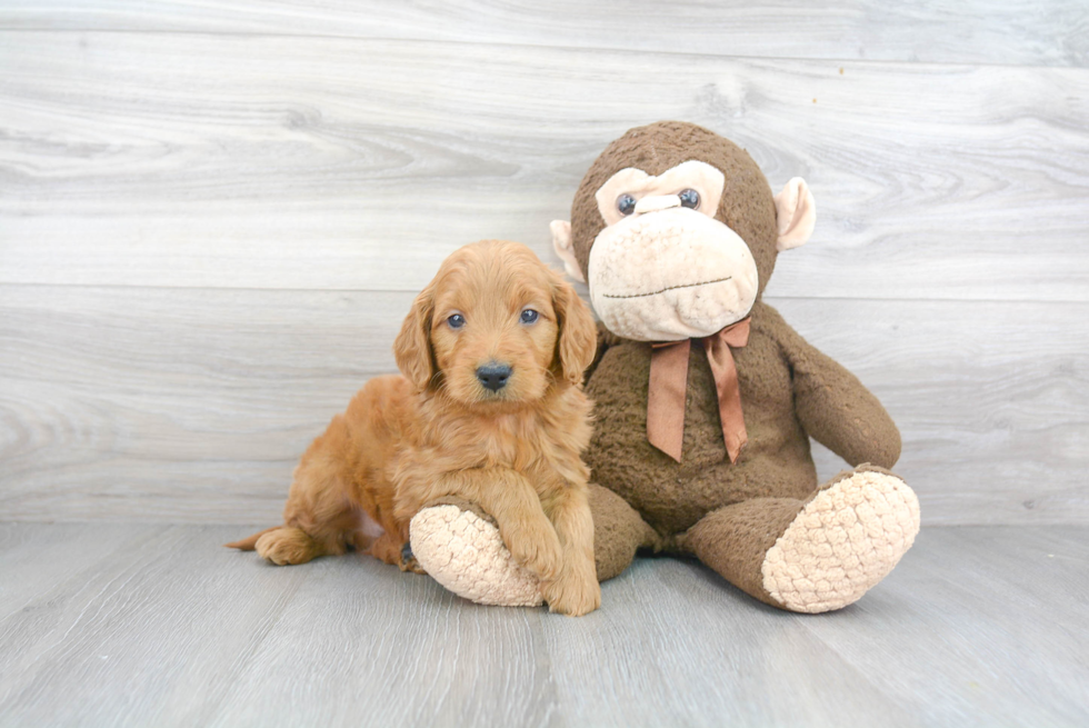 Best Mini Goldendoodle Baby