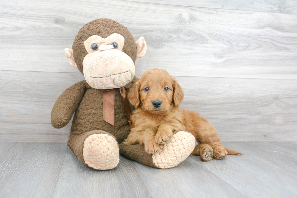 Popular Mini Goldendoodle Poodle Mix Pup