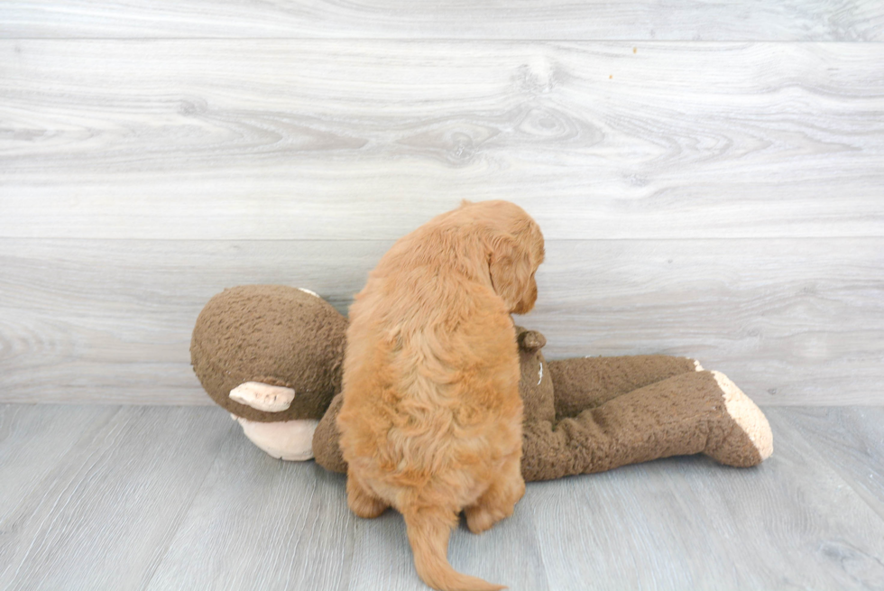 Adorable Golden Retriever Poodle Mix Puppy