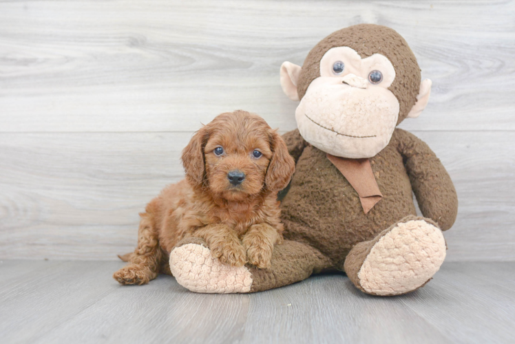 Playful Golden Retriever Poodle Mix Puppy