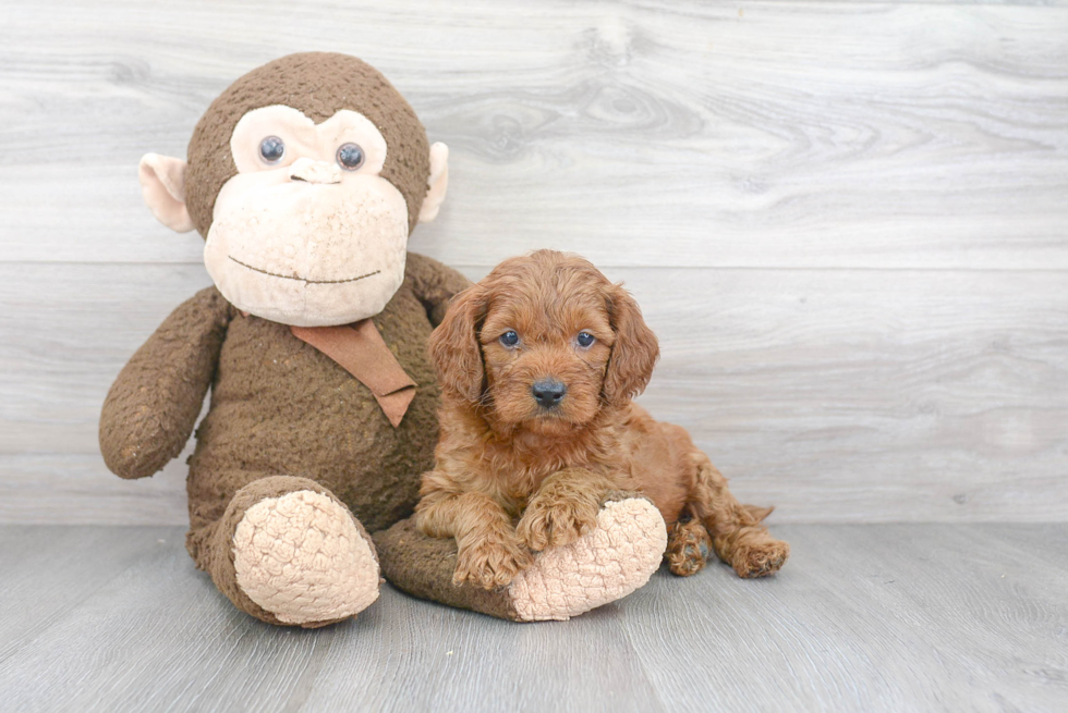 Energetic Golden Retriever Poodle Mix Puppy