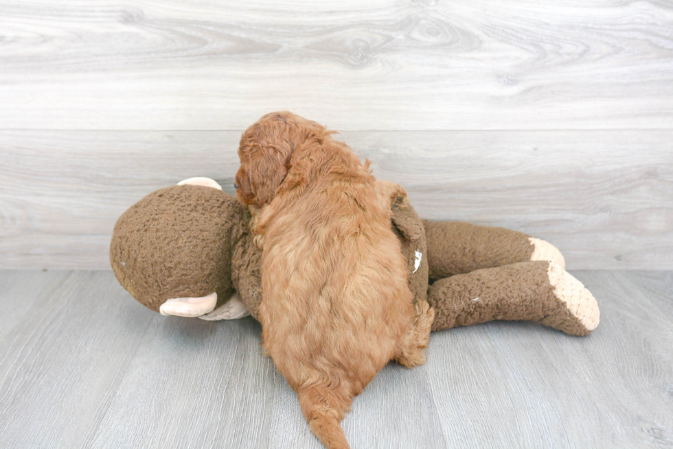 Friendly Mini Goldendoodle Baby